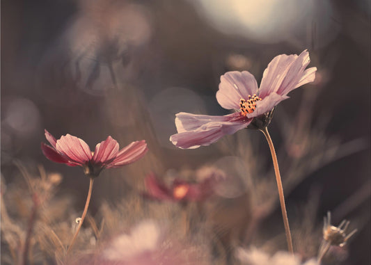 Oskuldens blommor | Fototapet