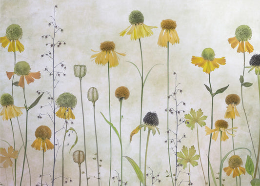 Helenium | Fototapet
