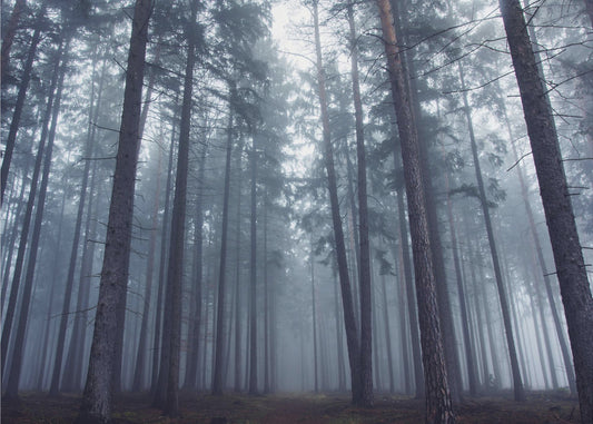 Mystisk dimmig skog. Fototapet
