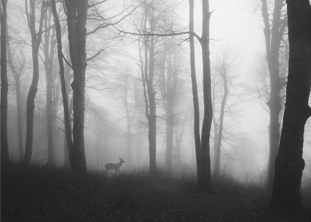 Wald | Fototapeten