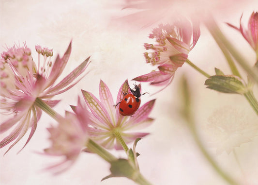 Nyckelpiga och rosa blommor | Fototapet