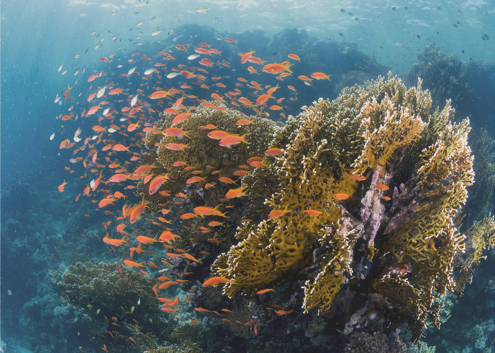 Reefscape | Fototapeter