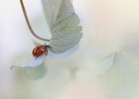 Nyckelpiga på blågrön hortensia | Fototapet
