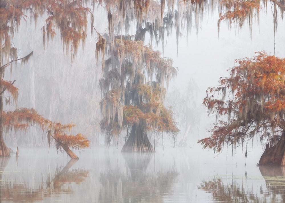 Mystisk Bayou | Fototapet