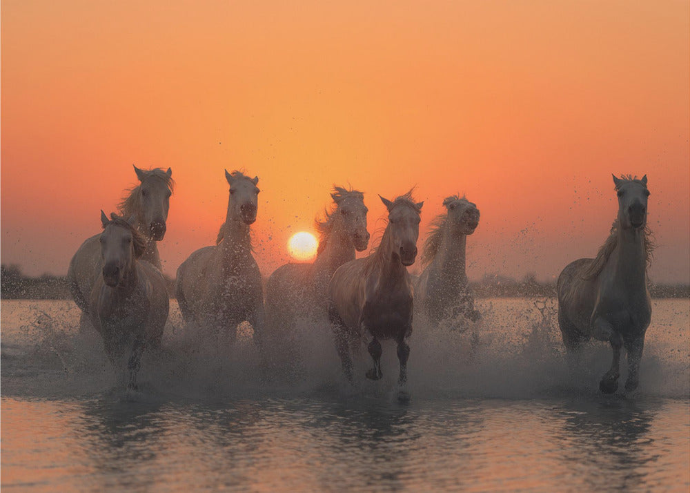Solnedgång i Camargue | Fototapet