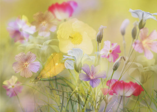 Liten trädgård i ett sommarfält | Fototapet