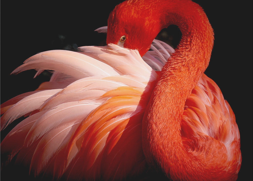 Flamingo | Fototapeten