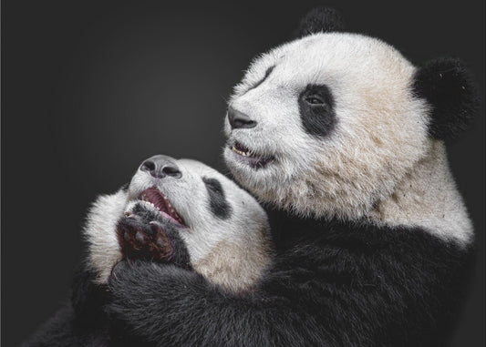 Pandas | Wallpaper