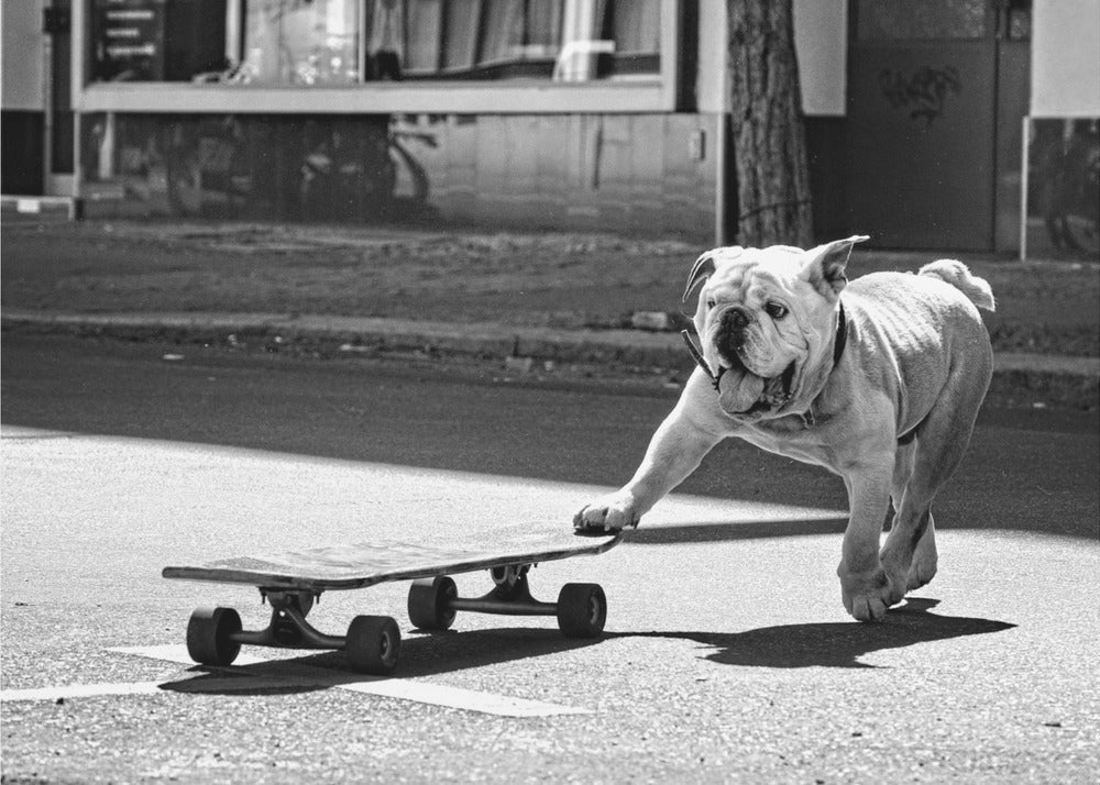 ...los perros sólo quieren divertirse... | Impresiones en Lienzo
