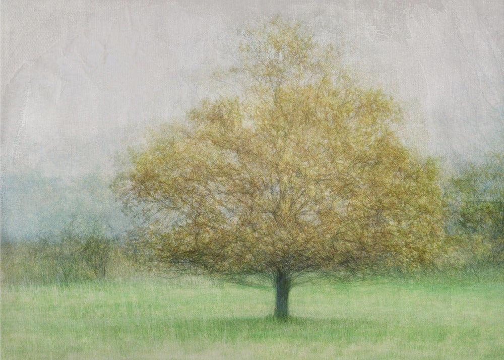 Solitaire | Papier Peint Photo
