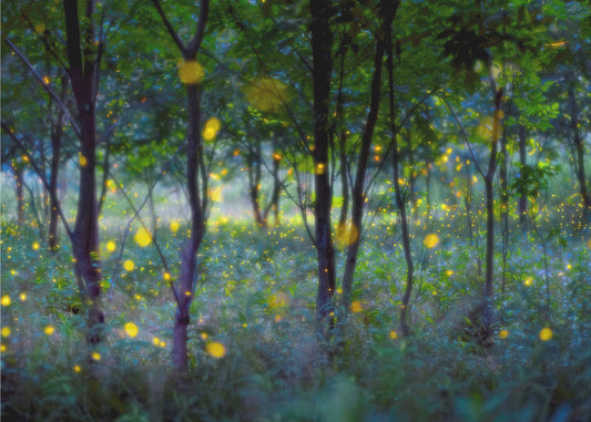 Lucioles magiques | Papier Peint Photo