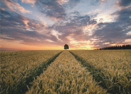 Campo de sueños | Papel Pintado Fotográfico
