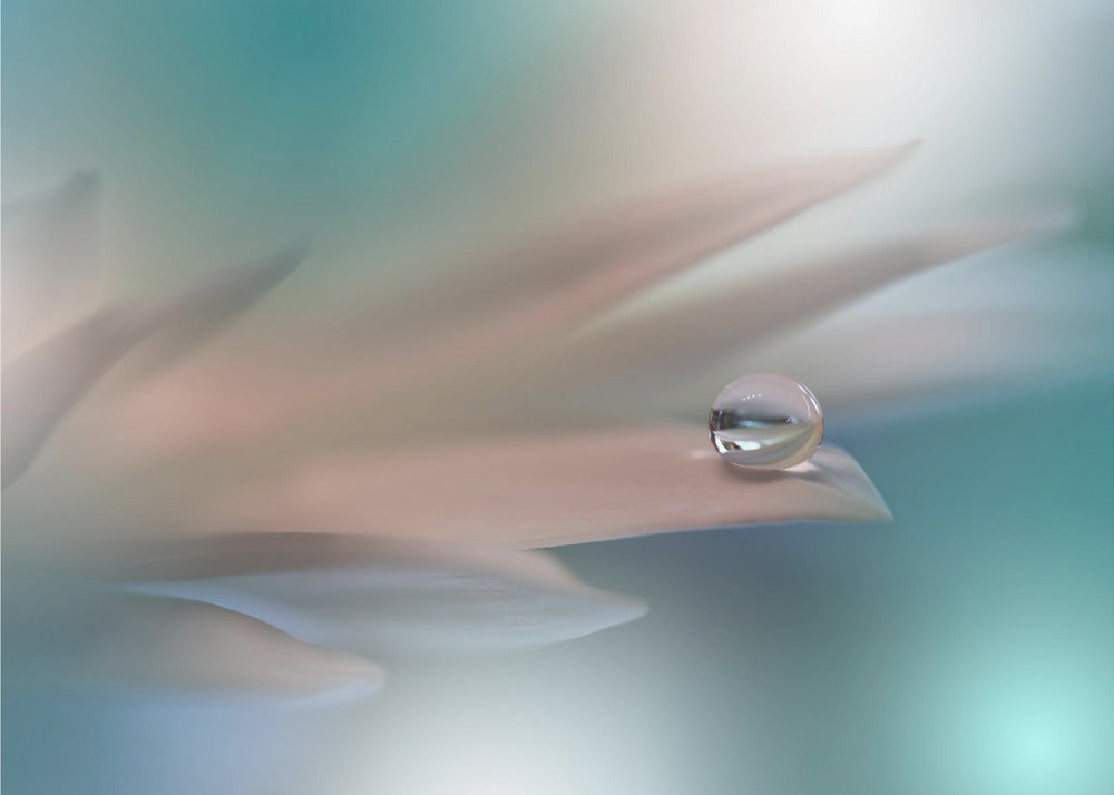 Hvid Symfoni.. | Fototapeter