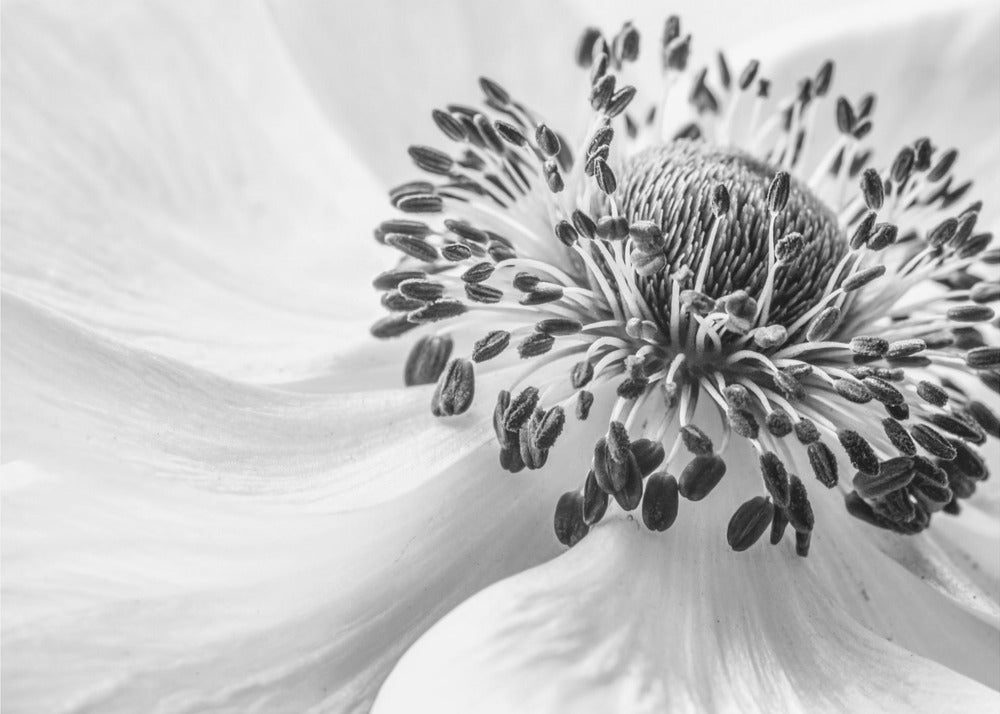 Anemone | Plakater - Kunsttryk