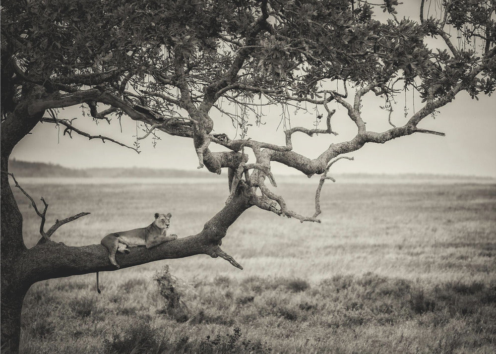 Drottning | Fototapet