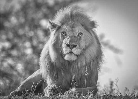 Re leone monocromatico | Carta da Parati Fotografica