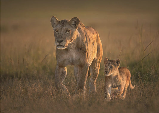 Mamma leonessa con cucciolo | Carta da Parati Fotografica