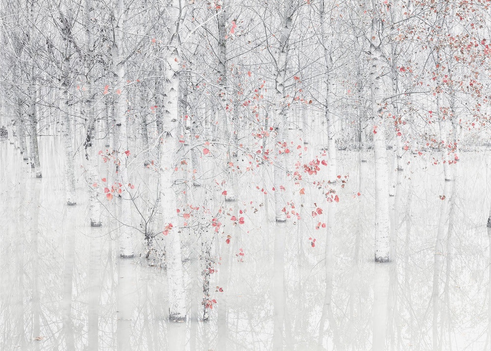 Rojo y blanco | Papel Pintado Fotográfico