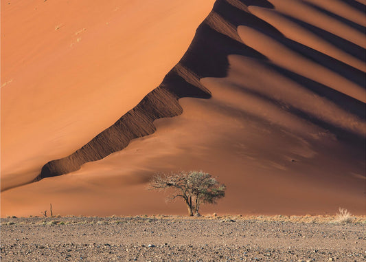 La duna e l'albero | Carta da Parati Fotografica