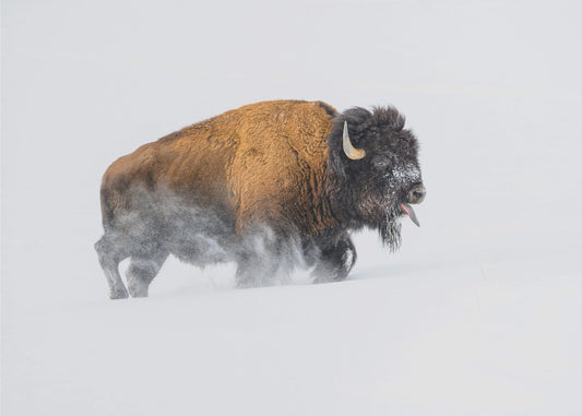 Bison i snøen | Fototapet