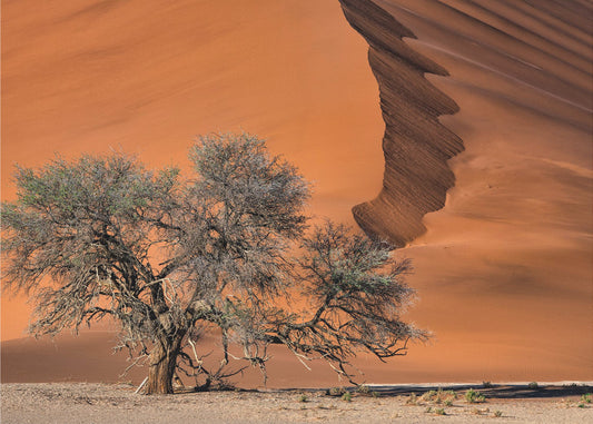 Acacia nel deserto | Carta da Parati Fotografica