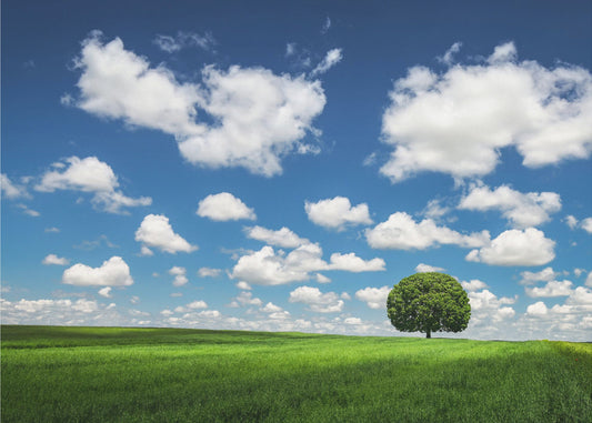 Albero solitario | Carta da Parati Fotografica
