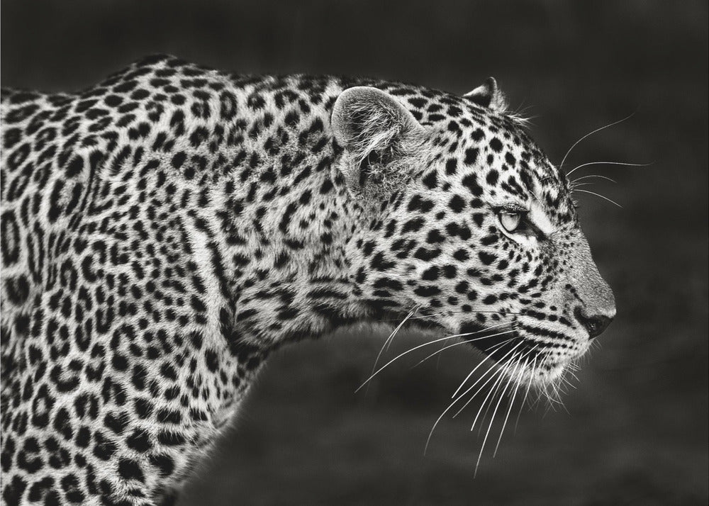 Leopard på nært hold | Lerretsbilder