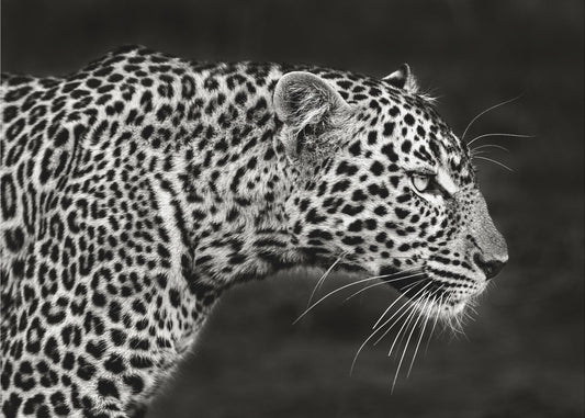 Leopardo de cerca | Impresiones en Lienzo
