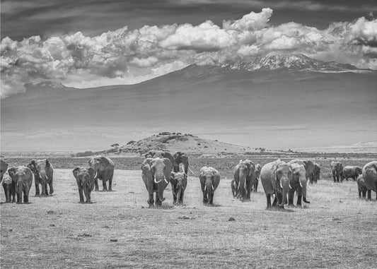 I Titani | Carta da Parati Fotografica