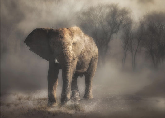 "....elefante che beve acqua...' | Carta da Parati Fotografica