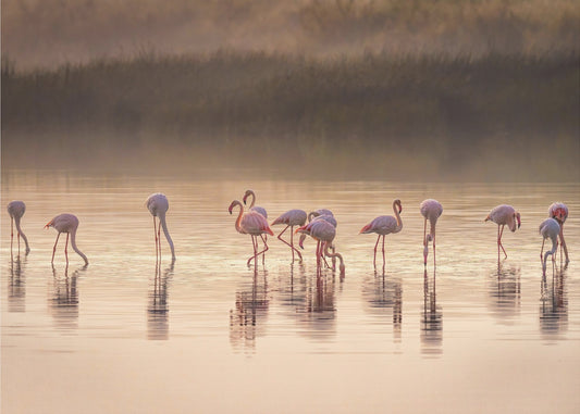 Ode fotografica a Monet | Carta da Parati Fotografica