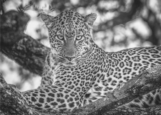 Bellezza monocromatica | Carta da Parati Fotografica