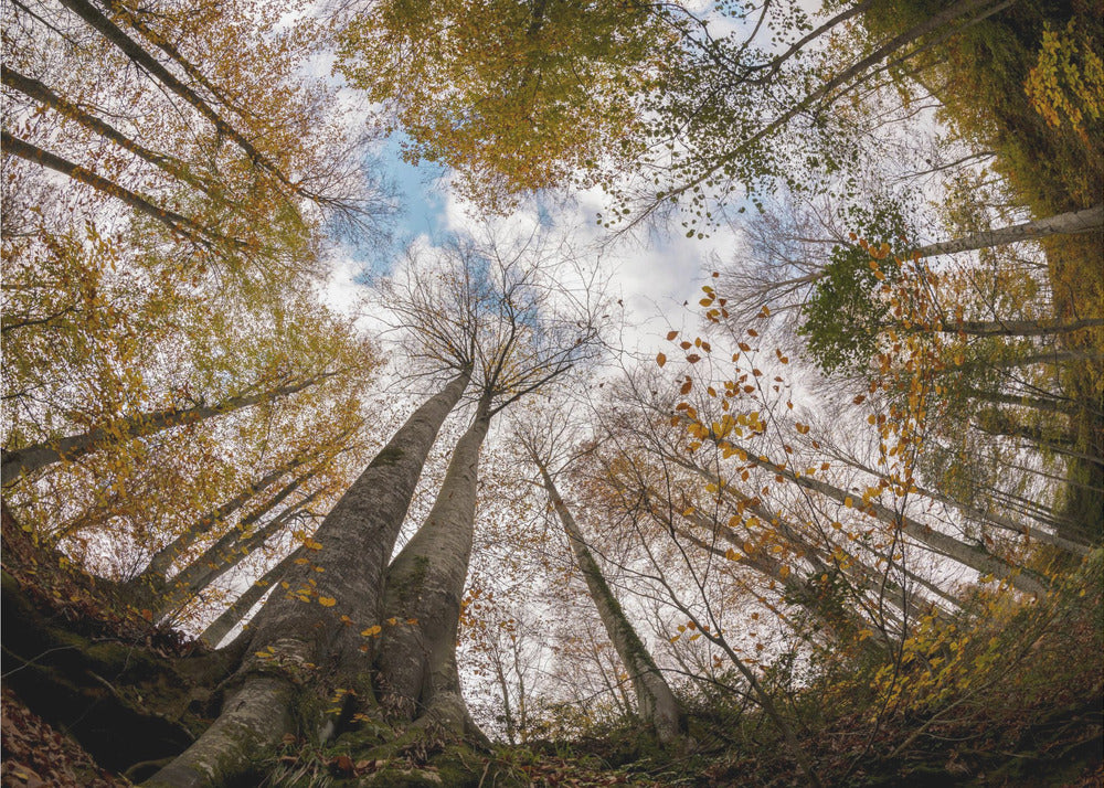 Wald | Fototapeten