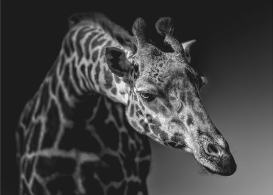 Giraffa | Carta da Parati Fotografica