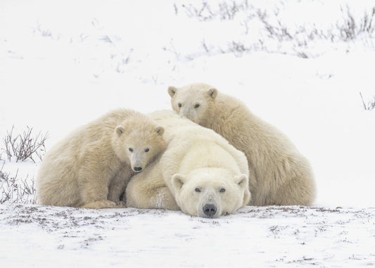 Family Portrait Snowing 8455 | Poster