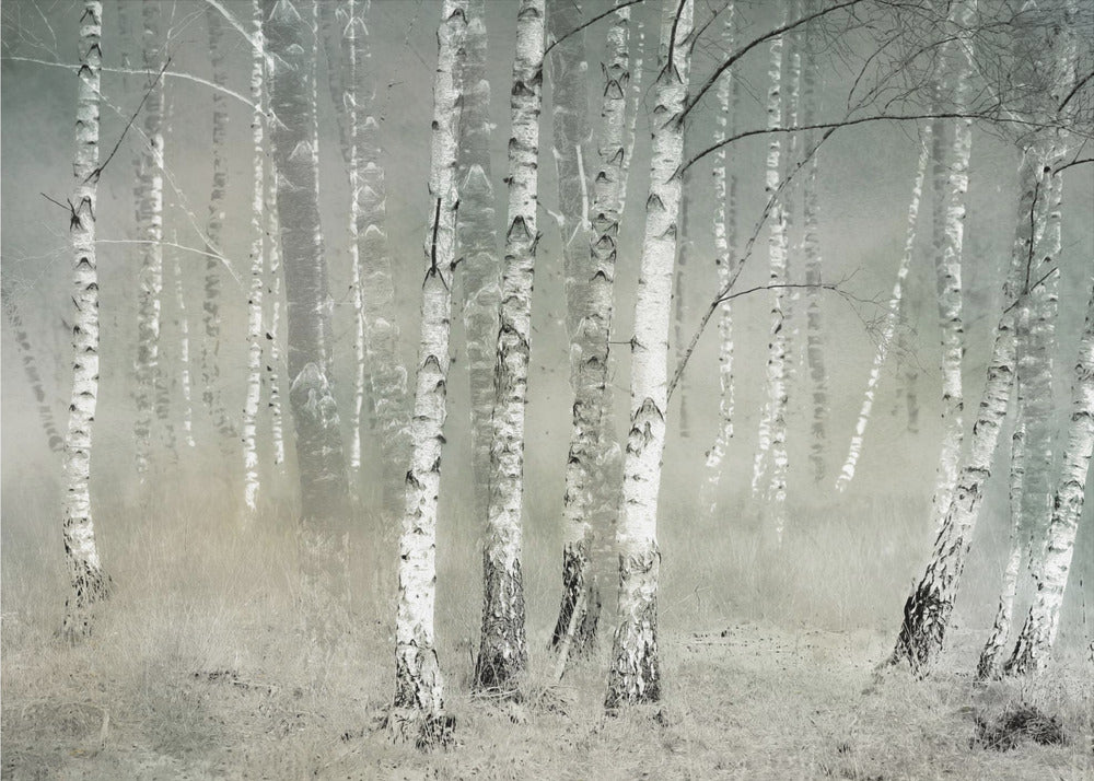 Morgonens tystnad | Fototapet