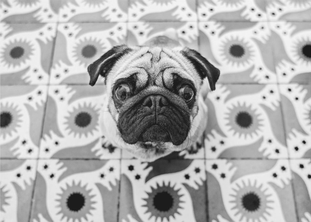 Vudú | Canvas