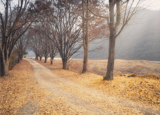 En pleno otoño | Impresiones en Lienzo
