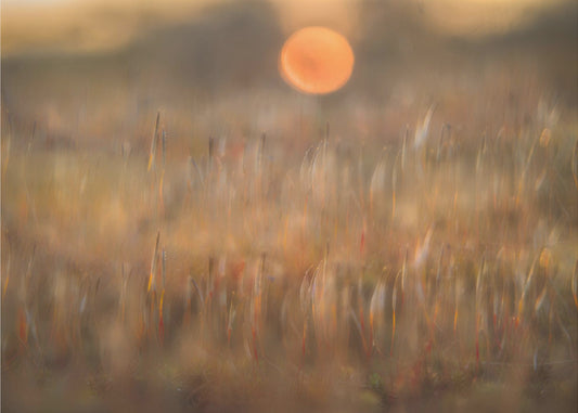 Sonnenaufgang zwischen dem Rauhaarmoos | Fototapeten