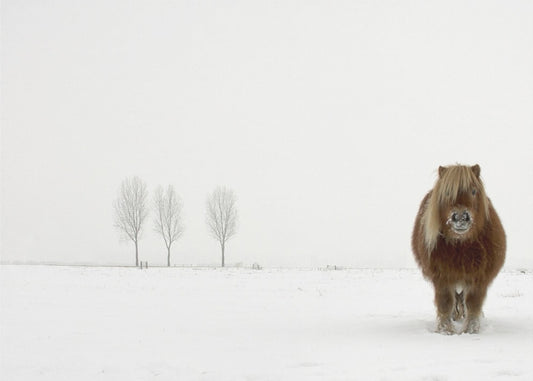 Il pony freddo | Poster - Stampe d’Arte