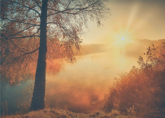 Efterårets guld | Fototapeter