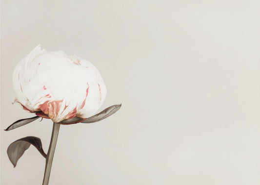 Peony 02 | Poster