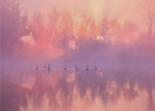 Joutsenlampi Auringonnousu | Valokuvatapetit