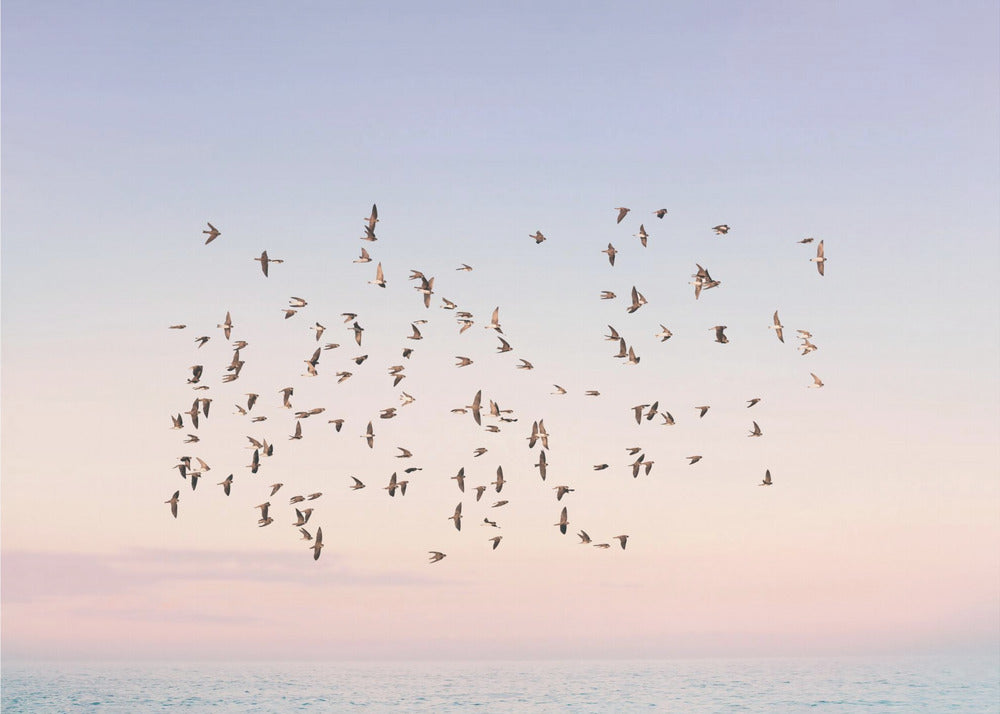 Sonnenuntergangsflug | Fototapeten