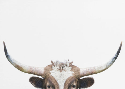Vaca de cuernos largos mirando hacia arriba | Impresiones en Lienzo