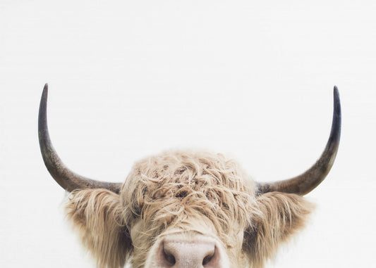 Vaca que mira fijamente Impresiones en Lienzo
