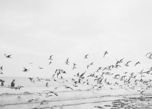 Gaviotas - Costeras en blanco y negro | Impresiones en Lienzo