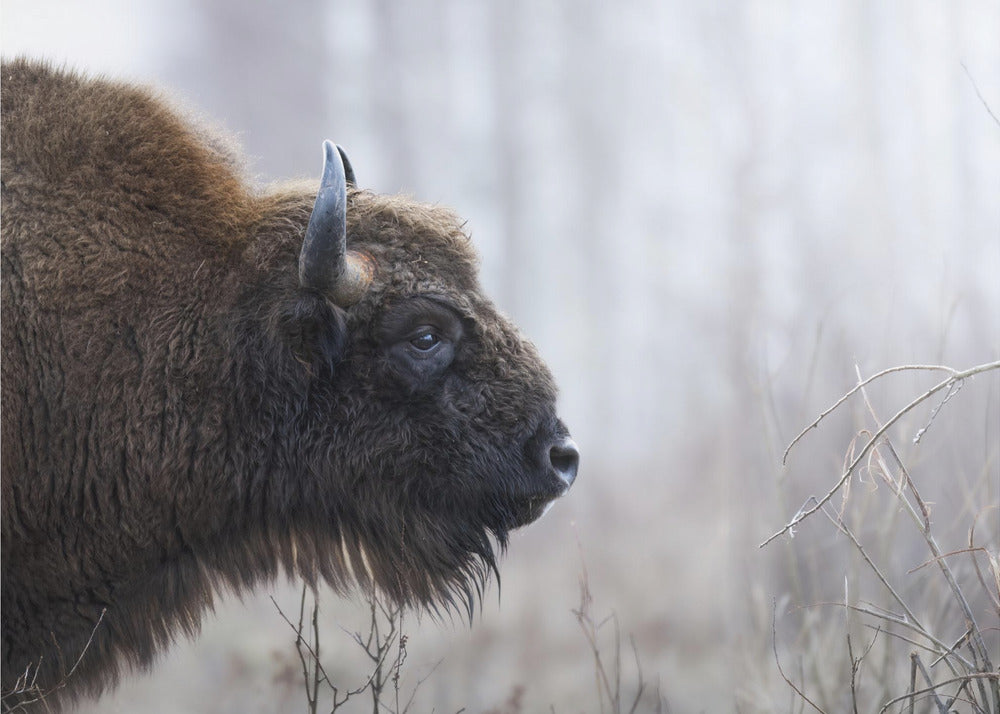 Profilo di Bison | Stampe su Tela