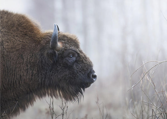Perfil de Bisonte | Impresiones en Lienzo