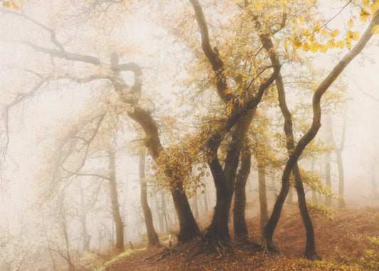 alberi danzanti | Carta da Parati Fotografica